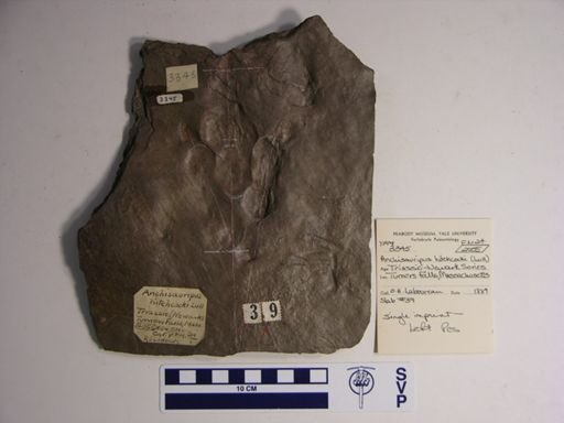 Anchisauripus hitchcocki