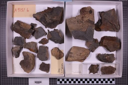 mixed taxa, stratigraphic collection
