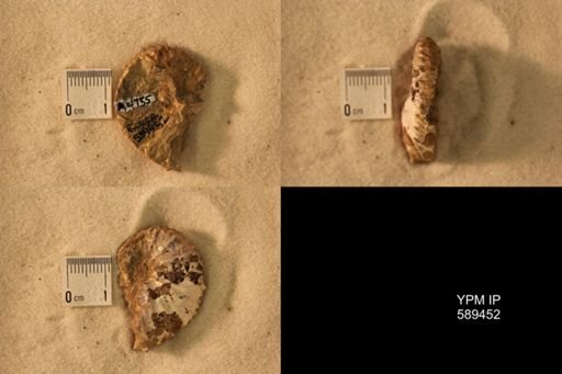 Discoscaphites?