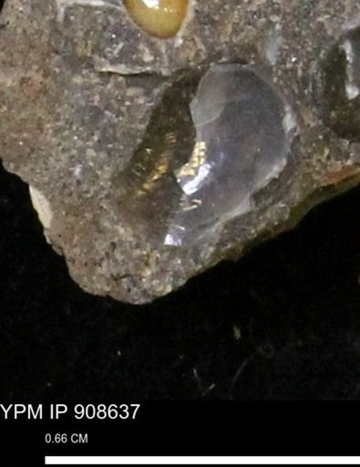 undet. Mollusca