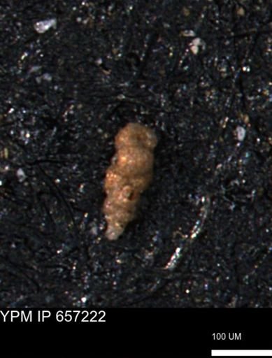 Verneuilinoides kansasensis