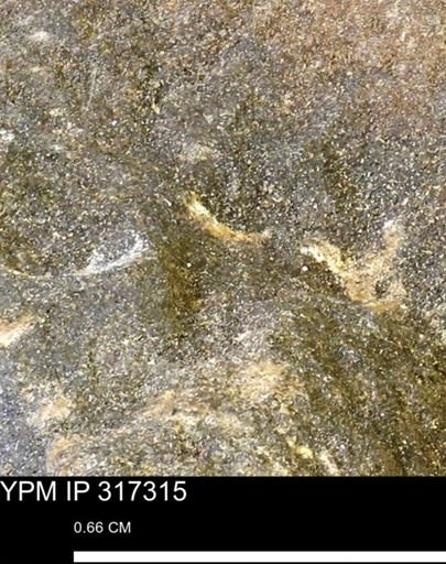 undet. Mollusca