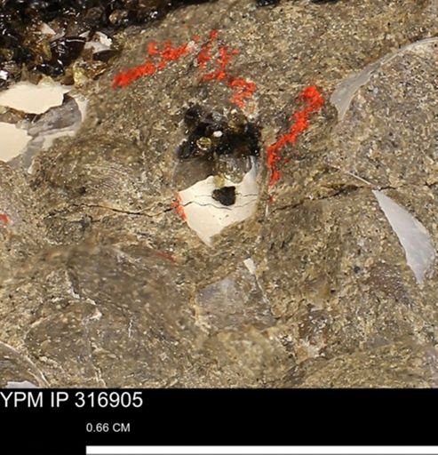 Phelopteria