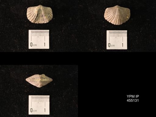 Platystrophia sublaticosta