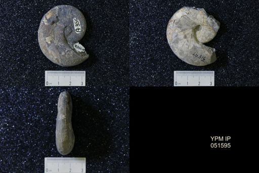 Hoploscaphites nicolletii