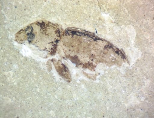 undet. Curculionidae