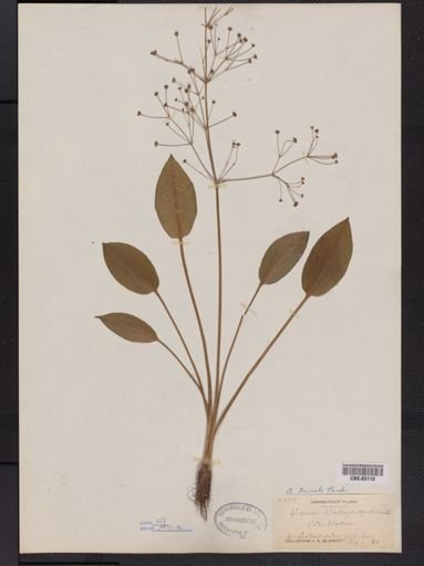 Alisma plantago-aquatica