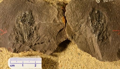Lepidostrobus hastatus