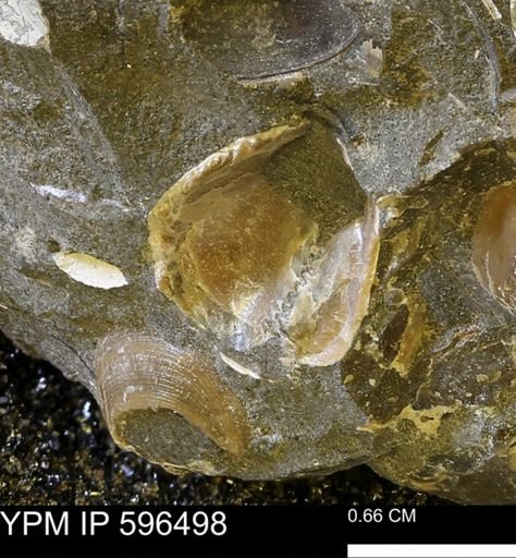 undet. Bivalvia