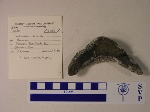 Dunkleosteus terrelli