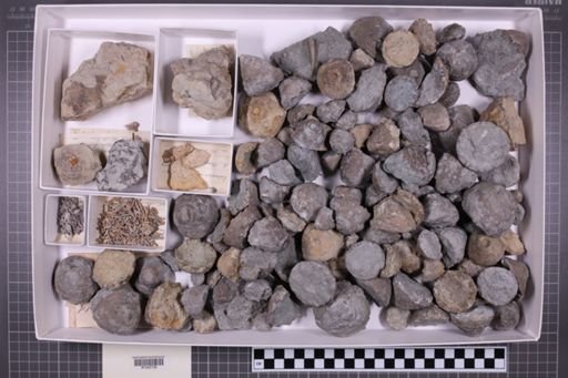 mixed taxa, stratigraphic collection