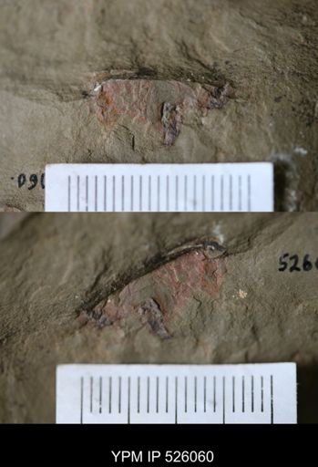 undet. Arthropoda