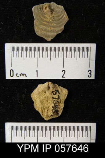 Leptaena rhomboidalis