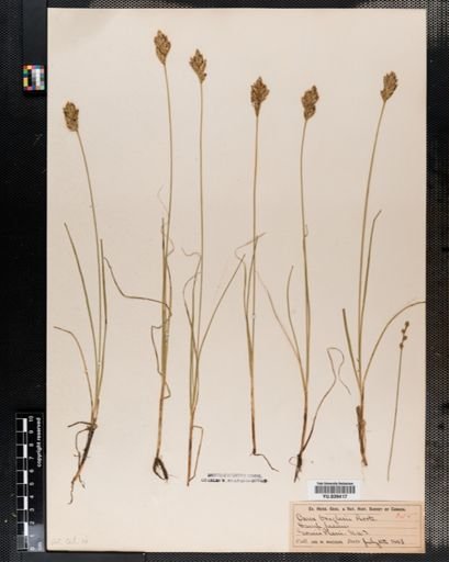 Carex