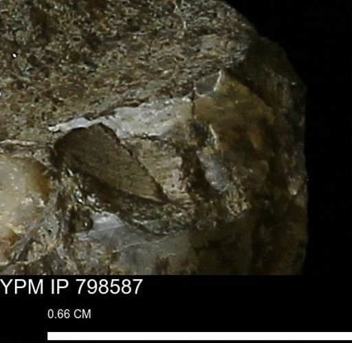 undet. Mollusca