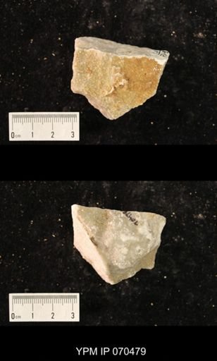 Favosites louisvillensis