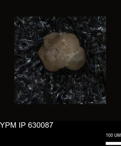 undet. Foraminiferida