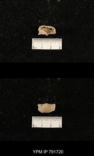 undet. Brachiopoda