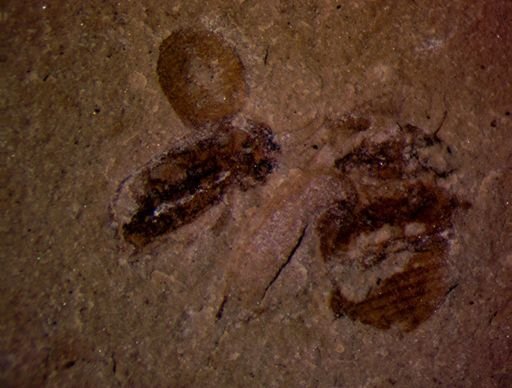 undet. Coleoptera