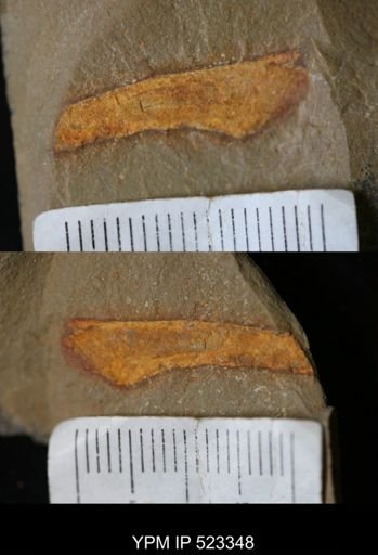 undet. Arthropoda