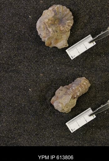 Neogastroplites sp.