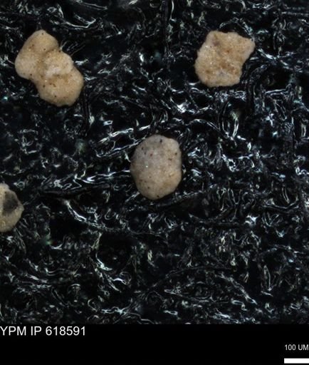undet. Foraminiferida