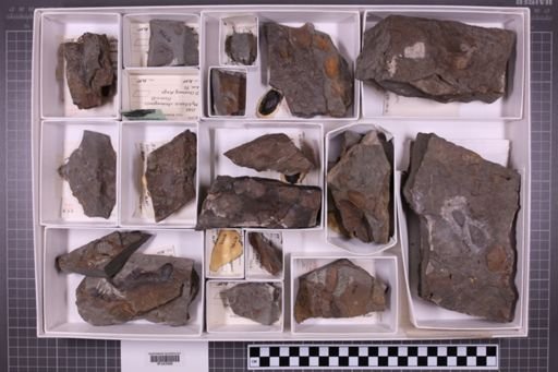 mixed taxa, stratigraphic collection