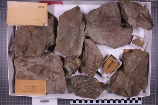 mixed taxa, stratigraphic collection