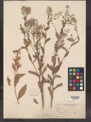 Lepidium draba