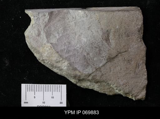 Dianulites insueta