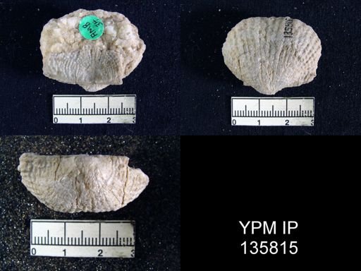 Productus (Dictyoclostus) indicus