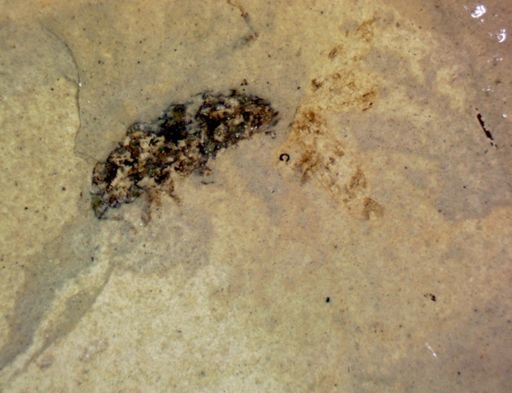 undet. Coleoptera