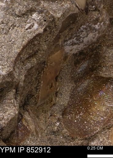 Limopsis striatopunctatus