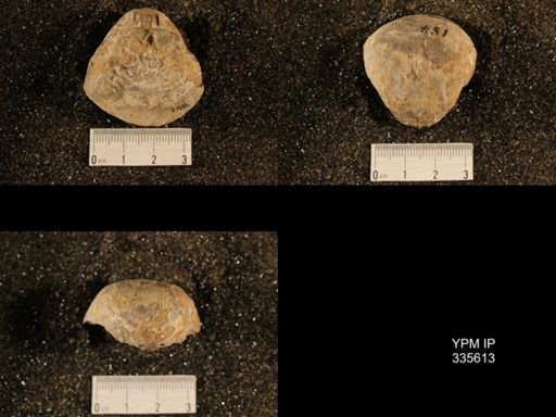 Linoproductus cora