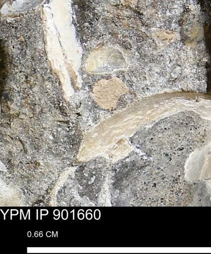 undet. Mollusca