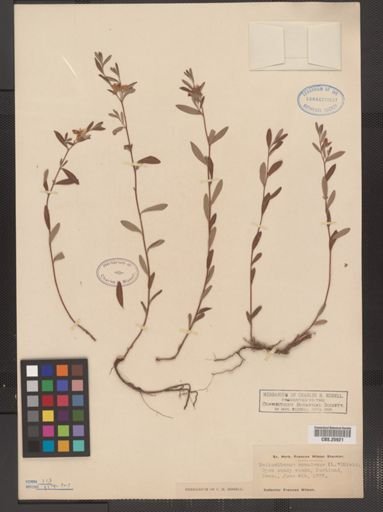 Helianthemum canadense