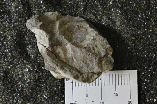 undet. Inoceramidae
