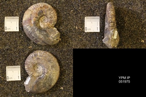Hoploscaphites nicolletii