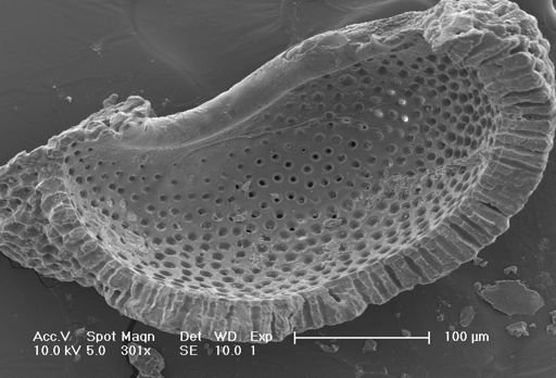 Globigerinoides sacculifer