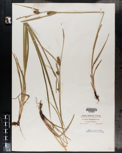 Carex houghtonii