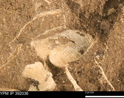 Protocardia sp.