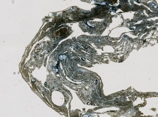 Lamellodysidea chlorea