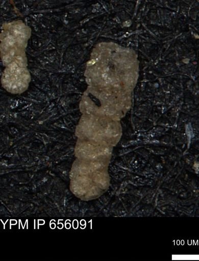 Ammobaculoides whitneyi