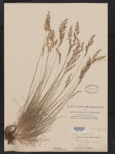 Festuca capillata
