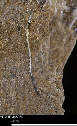 undet. Bivalvia