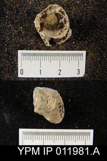 Richthofenia likharewi