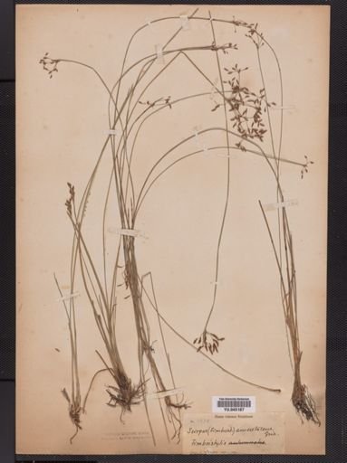 Fimbristylis