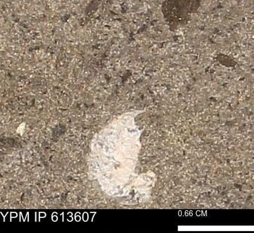 Scaphites sp.