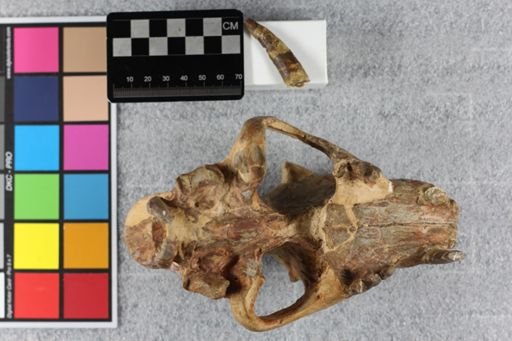 Hoplophoneus primaevus