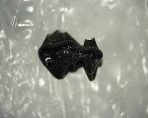 Prodiacodon sp.
